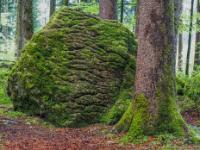 Zerfurchter, mit Moos bedeckter großer Felsbrocken neben Baum